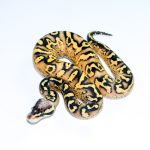 6653 0.1 PASTEL SUPER ASPHALT