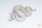 6654 0.1 ENCHI IVORY PASTEL SPIDER