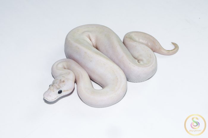 6654-1 6654 0.1 ENCHI IVORY PASTEL SPIDER - Image 1