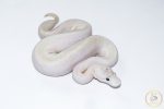 6654 0.1 ENCHI IVORY PASTEL SPIDER - Image 2