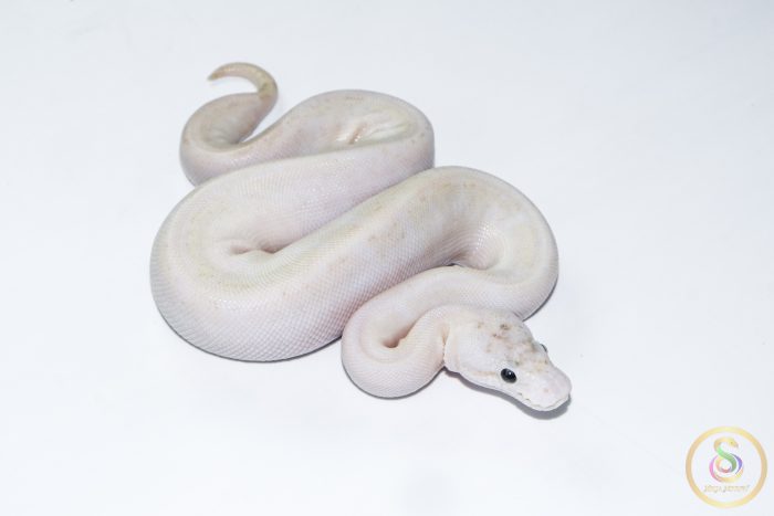 6654-2 6654 0.1 ENCHI IVORY PASTEL SPIDER - Image 2