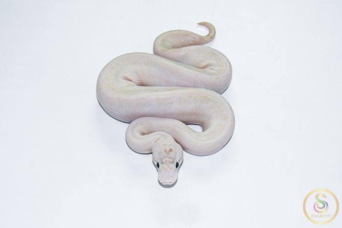 6654-3 6654 0.1 ENCHI IVORY PASTEL SPIDER - Image 3