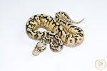 6655 0.1 SPIDER PASTEL ENCHI SUPER ASPHALT