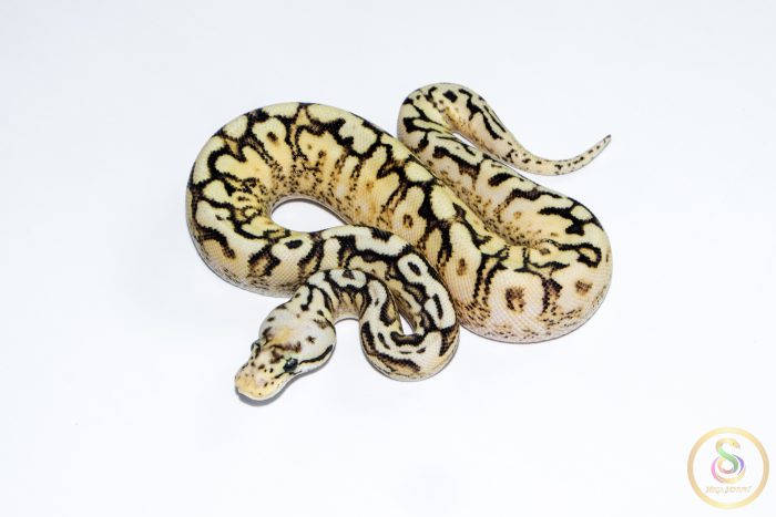 6655-1 6655 0.1 SPIDER PASTEL ENCHI SUPER ASPHALT - Image 1