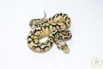6655 0.1 SPIDER PASTEL ENCHI SUPER ASPHALT - Image 2