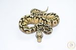 6655 0.1 SPIDER PASTEL ENCHI SUPER ASPHALT - Image 3