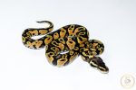 6658 1.0 PASTEL GRAVEL - Image 2