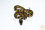6658 1.0 PASTEL GRAVEL - Image 3
