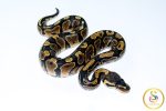 6659 0.1 GRAVEL - Image 2