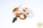 6661 0.1 SUPER ORANGE DREAM YELLOW BELLY PIEBALD