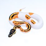 6661 0.1 SUPER ORANGE DREAM YELLOW BELLY PIEBALD