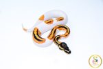 6661 0.1 SUPER ORANGE DREAM YELLOW BELLY PIEBALD - Image 2