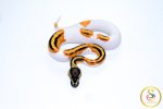6661 0.1 SUPER ORANGE DREAM YELLOW BELLY PIEBALD - Image 3