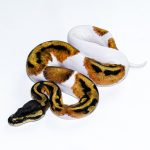 6662 0.1 ORANGE DREAM PIEBALD