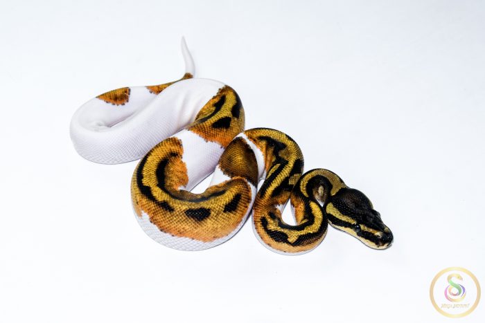 6662 0.1 ORANGE DREAM PIEBALD - Image 2