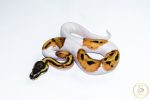 6663 1.0 SUPER ORANGE DREAM PIEBALD