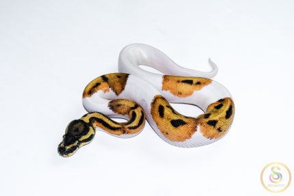 6663 1.0 SUPER ORANGE DREAM PIEBALD