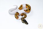 6663 1.0 SUPER ORANGE DREAM PIEBALD - Image 2