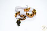 6663 1.0 SUPER ORANGE DREAM PIEBALD - Image 3