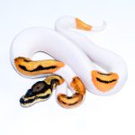 6664 1.0 ORANGE DREAM YELLOW BELLY PIEBALD