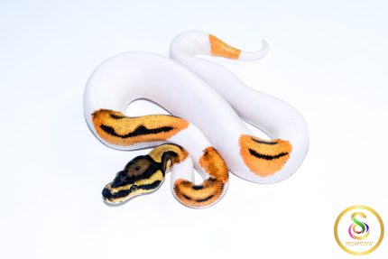 6664 1.0 ORANGE DREAM YELLOW BELLY PIEBALD
