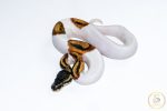 6666 1.0 SUPER ORANGE DREAM PIEBALD
