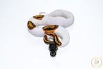 6666 1.0 SUPER ORANGE DREAM PIEBALD - Image 3