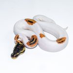 6667 1.0 SUPER ORANGE DREAM YELLOW BELLY PIEBALD