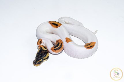 6667 1.0 SUPER ORANGE DREAM YELLOW BELLY PIEBALD