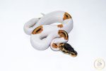 6667 1.0 SUPER ORANGE DREAM YELLOW BELLY PIEBALD - Image 2