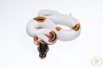6667 1.0 SUPER ORANGE DREAM YELLOW BELLY PIEBALD - Image 3