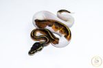6668 0.1 HUFFMAN PIEBALD