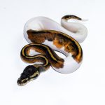 6668 0.1 HUFFMAN PIEBALD