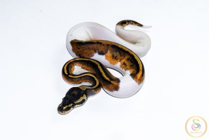 6668 0.1 HUFFMAN PIEBALD