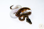 6668 0.1 HUFFMAN PIEBALD - Image 2