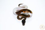 6668 0.1 HUFFMAN PIEBALD - Image 3