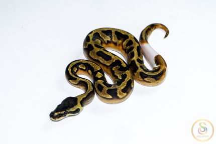 6669 0.1 ENCHI PIEBALD