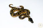 6669 0.1 ENCHI PIEBALD - Image 2