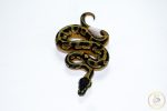 6669 0.1 ENCHI PIEBALD - Image 3