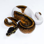 6670 1.0 HUFFMAN PIEBALD