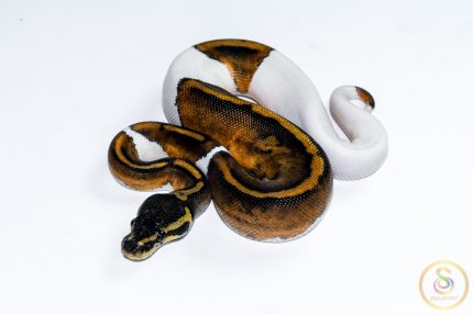 6670 1.0 HUFFMAN PIEBALD