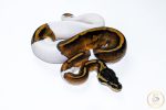 6670 1.0 HUFFMAN PIEBALD - Image 2