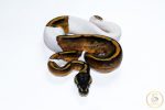 6670 1.0 HUFFMAN PIEBALD - Image 3