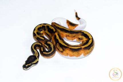 6671 1.0 HUFFMAN ENCHI PIEBALD