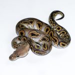 6672 0.1 BLACK PASTEL (BARNHART LINE) GHI CLOWN