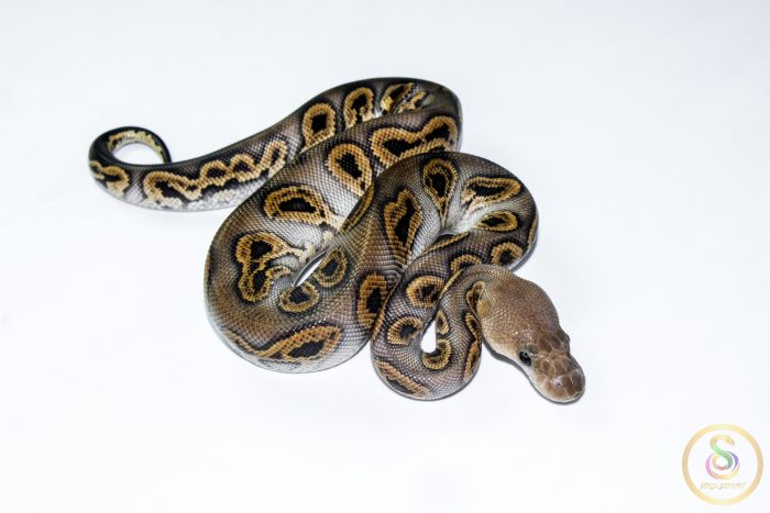 6672 0.1 BLACK PASTEL (BARNHART LINE) GHI CLOWN - Image 2