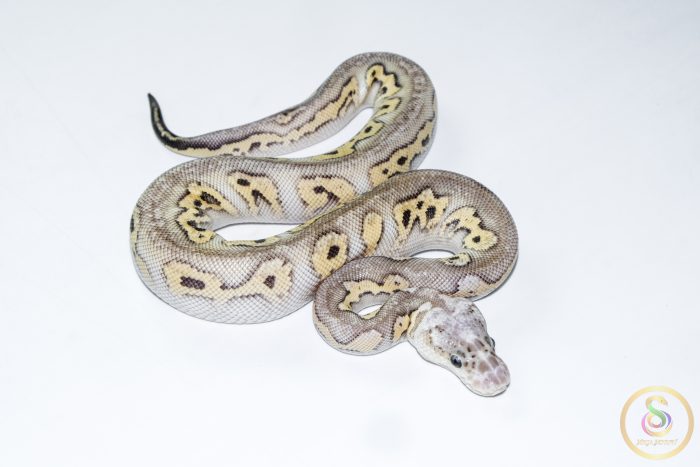 6673 0.1 BLACK PASTEL (BARNHART LINE) MOJAVE PASTEL CLOWN - Image 2