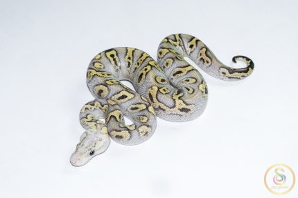6674 0.1 GHI MOJAVE PASTEL CLOWN