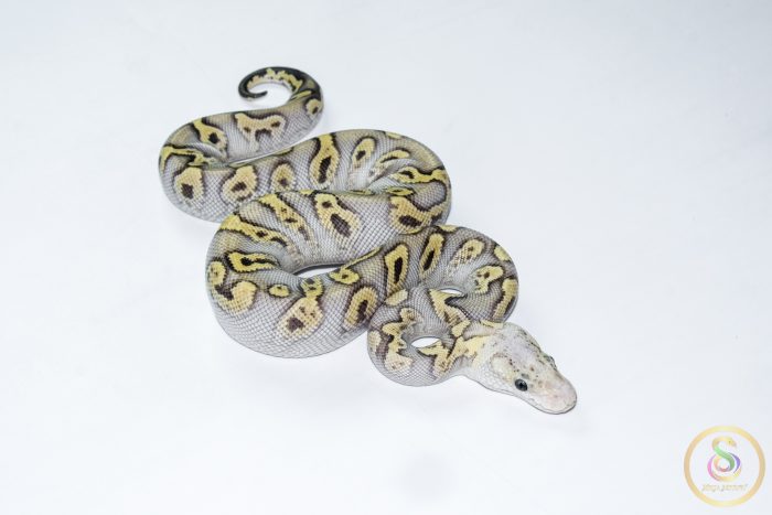 6674-2 6674 0.1 GHI MOJAVE PASTEL CLOWN - Image 2