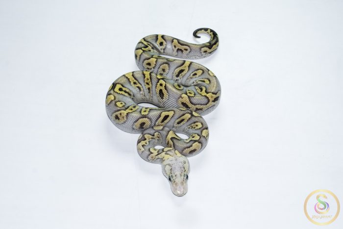 6674-3 6674 0.1 GHI MOJAVE PASTEL CLOWN - Image 3
